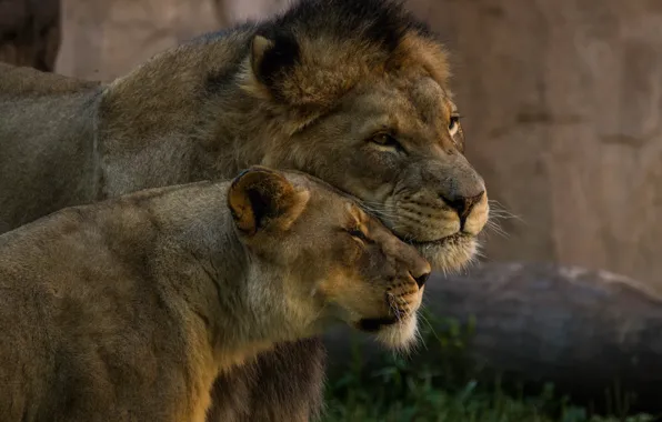 Tenderness, Leo, pair, wild cats, lioness