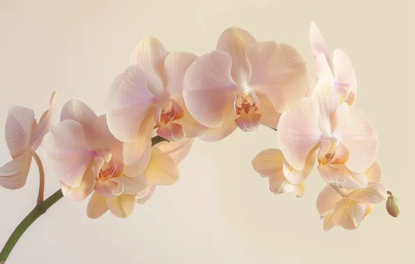 Flowers, branch, gentle, orchids, light background, Orchid, cream, AI art