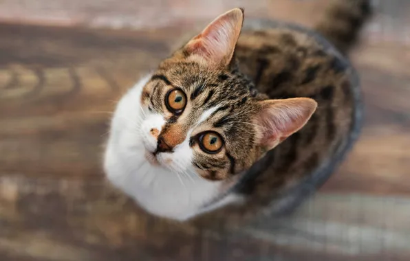 Cat, cat, look, kitty, grey, flooring, floor, kitty