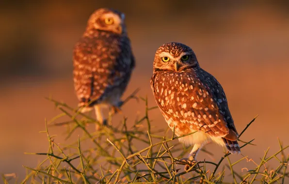 Picture birds, branches, owls, Burrowing owl