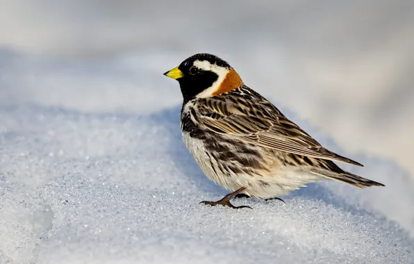 Picture nature, bird, beak, Lapland ...