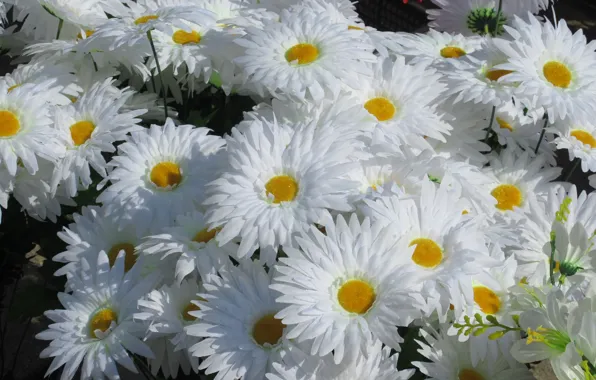 Picture chamomile, artificial flowers, spring 2018, Meduzanol ©
