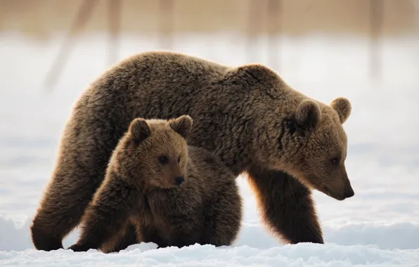Snow, bears, bear, bear