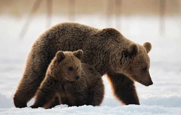 Snow, bear, bear, bear