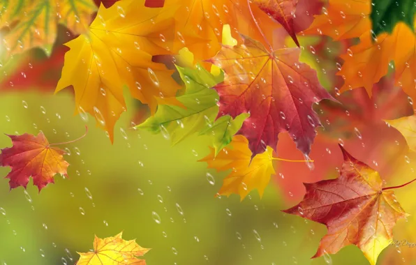 Autumn, leaves, drops, rain, maple