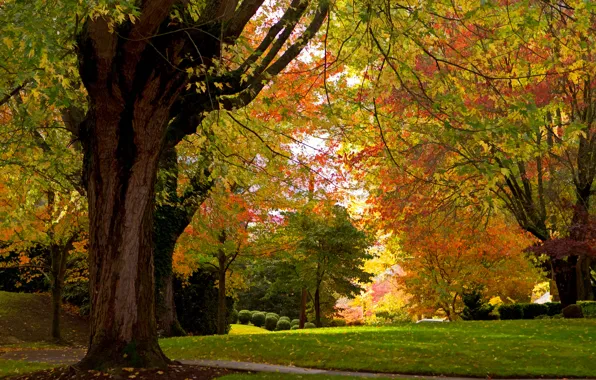 Autumn, trees, Park