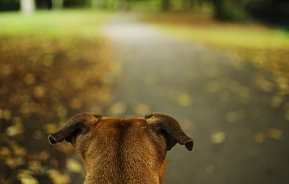 Road, Park, dog, ears, alertness