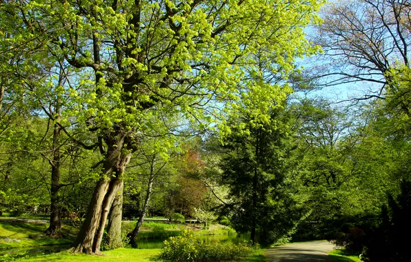 Trees, park, spring