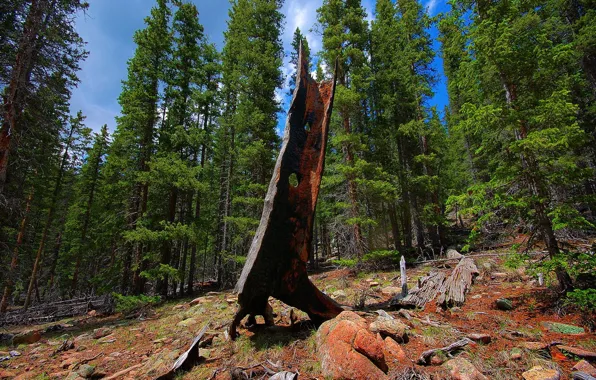 Picture forest, landscape, tree, stone