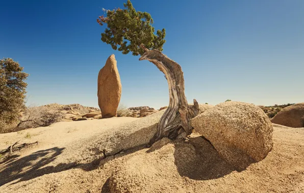 Trees, nature, rocks, canyon