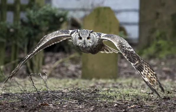 Owl, bird, wings, the scope