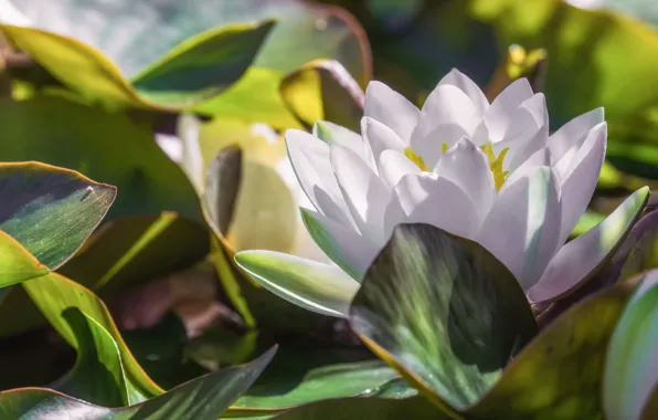 Flower, leaves, macro, light, background, petals, Lily, white