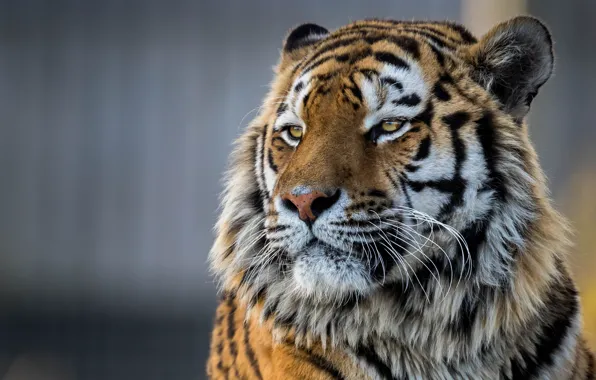 Face, tiger, portrait, handsome, The Amur tiger