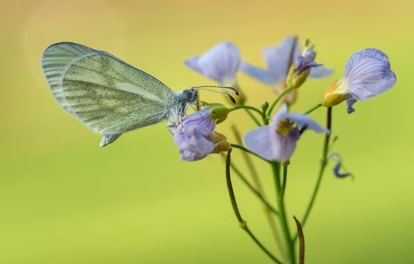 Picture flower, macro, butterfly