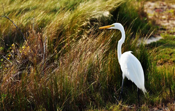 Grass, swamp, Great white egret, Ardea alba