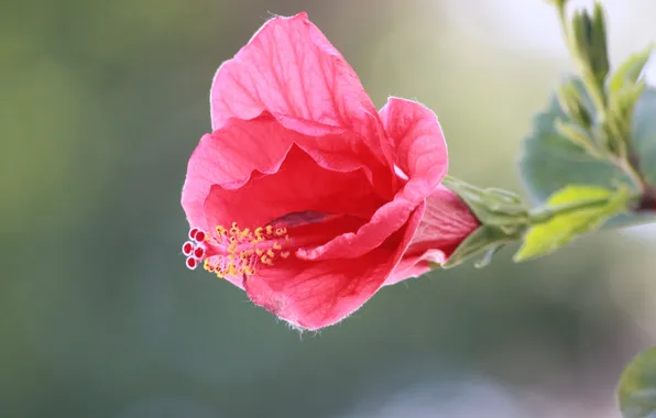 Flowers, petals, stem, pink