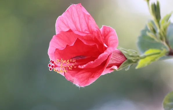 Picture flower, pink, petals, stem