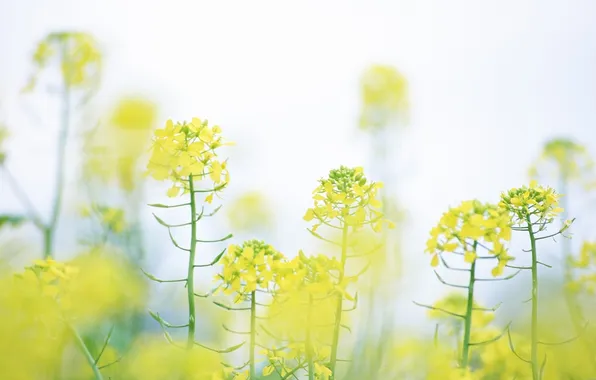 Macro, flowers, nature, ease, color, plants, spring, yellow