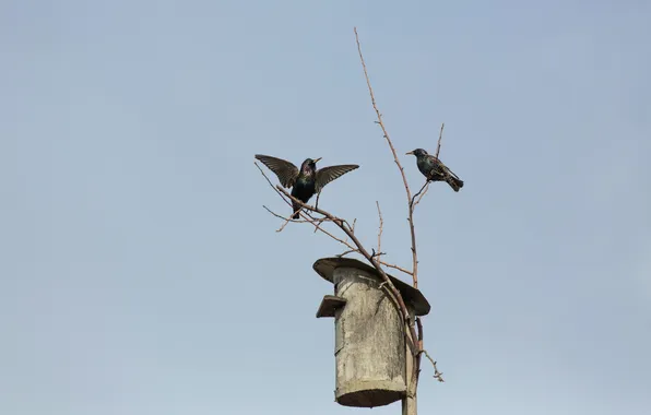 Picture birds, house, Starling