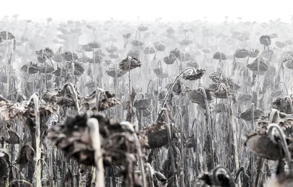 Autumn, sunflowers, fog