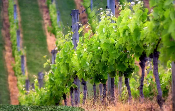 Nature, photo, hills, Wallpaper, plant, vineyard, plantation