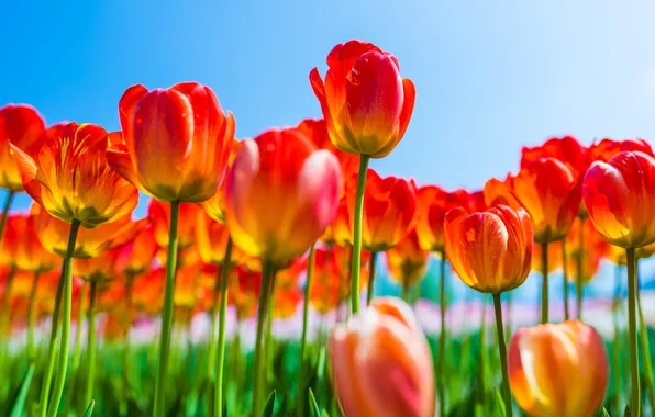 Flowers, spring, tulips, red