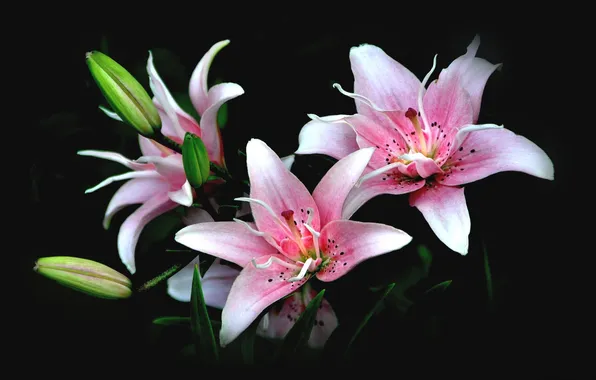 Flowers, Lily, black background, pink lilies