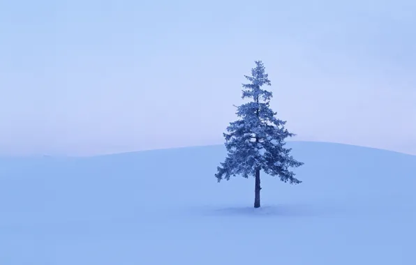 Picture winter, snow, Tree, 158