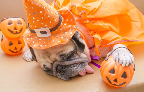 Toys, hat, costume, pug, Halloween, pumpkin, Halloween, Pumpkin