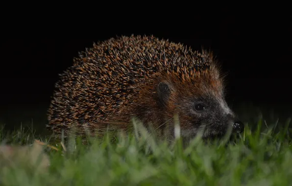 Picture eyes, barb, muzzle, hedgehog