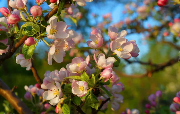 Flower, spring, blooming