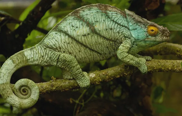 Picture chameleon, branch, Madagascar
