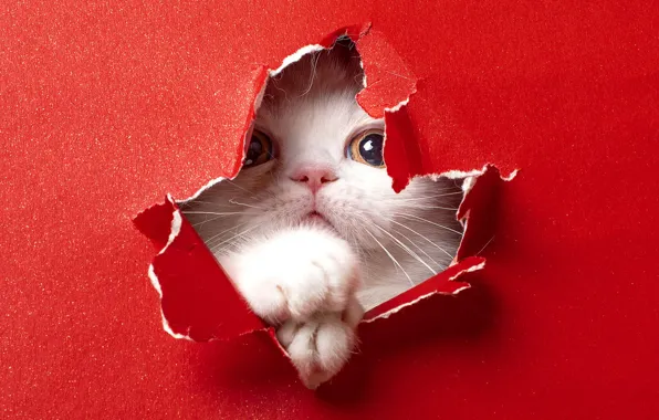 Cat, white, look, paper, kitty, legs, hole, cardboard