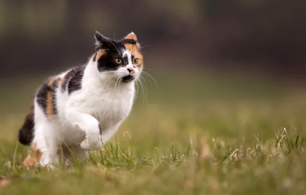 Picture cat, summer, grass, nature, blur, runs, tri-color