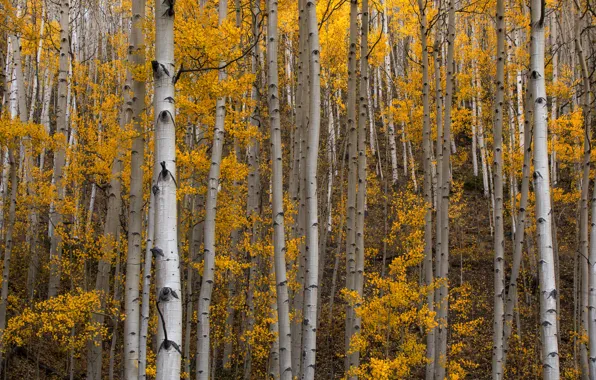 Autumn, forest, trees, aspen