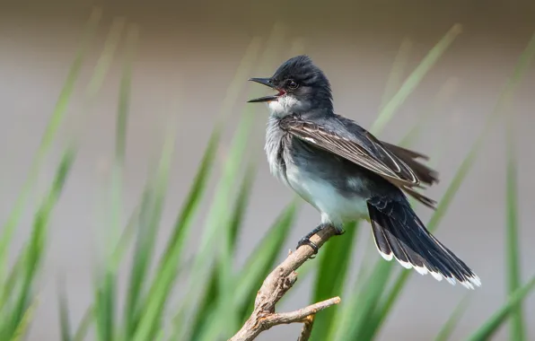 Grass, bird, branch, bitches, bokeh, tyrannus, tyrannus royal