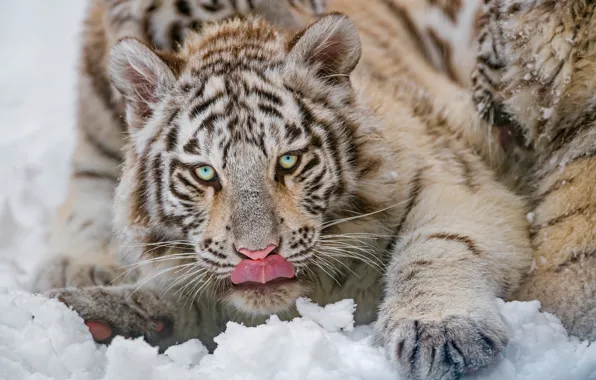 Winter, language, white, look, snow, close-up, nature, tiger