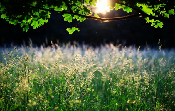 Picture grass, leaves, the sun, nature, tree, spikelets