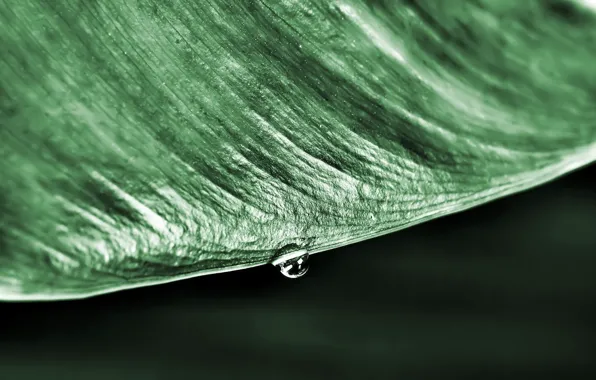 Sheet, green, drop
