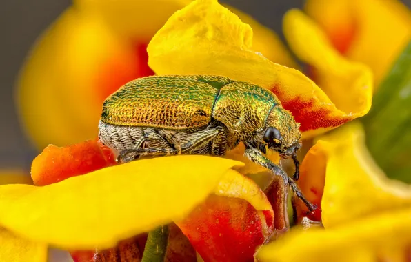 Picture macro, flowers, yellow, green, background, beetle, petals, insect
