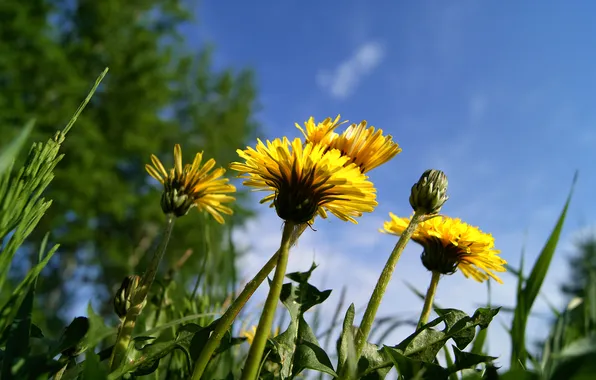 Picture grass, flowers, dandelion