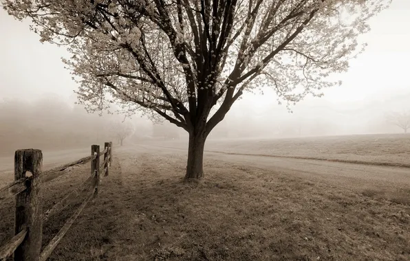 Picture road, fog, tree, the fence
