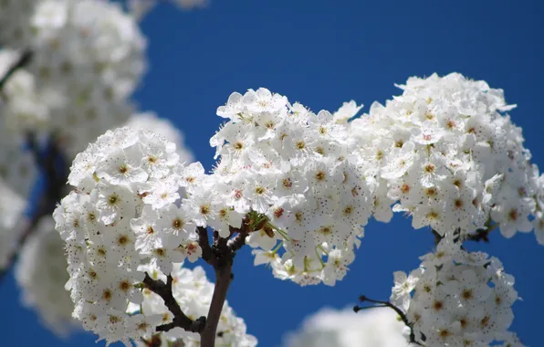 The sky, flowers, nature, branch, spring