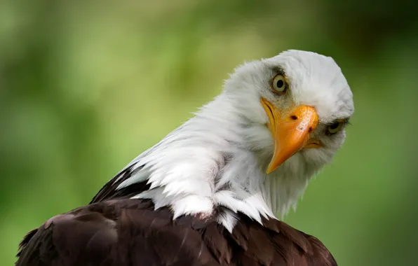Look, background, eagle, portrait, bald eagle