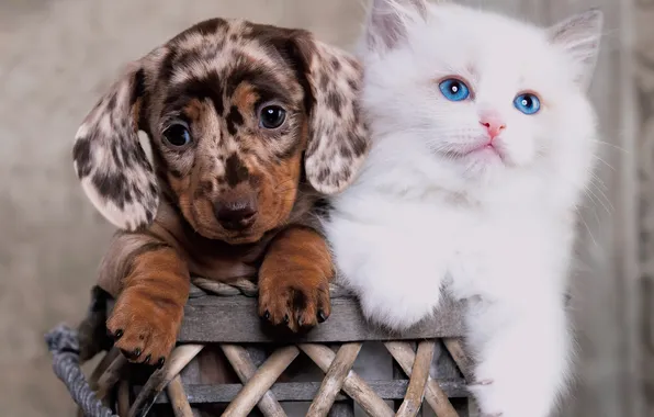 Cat, white, look, kitty, dog, puppy, Dachshund, kids