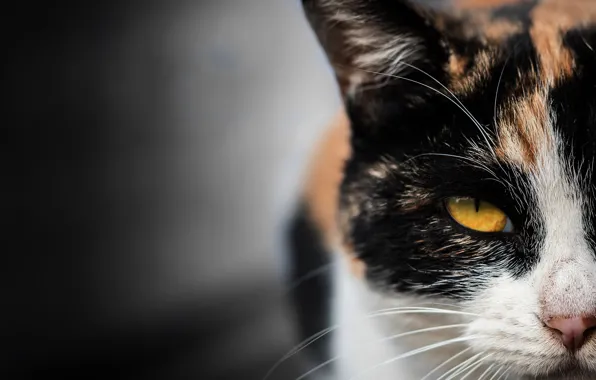 Cat, cat, look, face, close-up, background, half, spotted