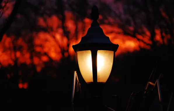 The sky, trees, Park, lamp, the evening