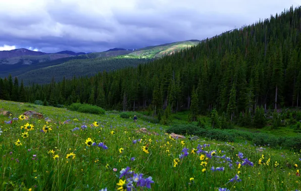Picture field, forest, summer, flowers, mountains, meadow