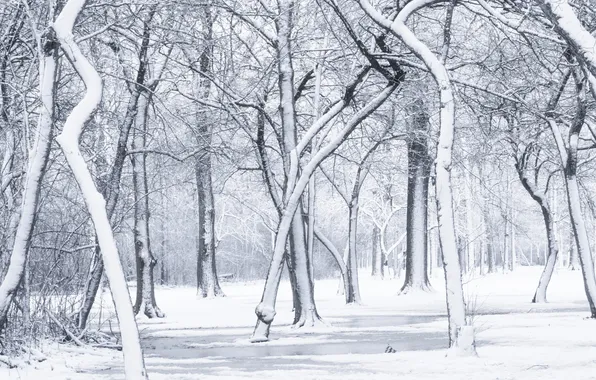 Picture forest, snow, trees, landscape