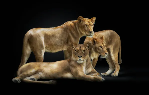 Look, black background, company, lioness, poses, lioness, three lionesses